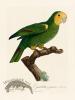 Barraband Parrot 098